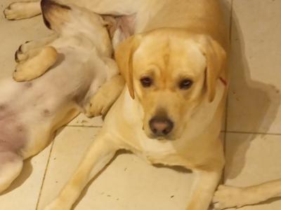 IKC Registered Golden Labrador studs - Father and Son 🐾